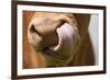 Domestic Cattle, Limousin cow, close-up of muzzle, licking nose-Wayne Hutchinson-Framed Photographic Print