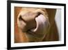 Domestic Cattle, Limousin cow, close-up of muzzle, licking nose-Wayne Hutchinson-Framed Photographic Print