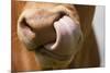 Domestic Cattle, Limousin cow, close-up of muzzle, licking nose-Wayne Hutchinson-Mounted Photographic Print