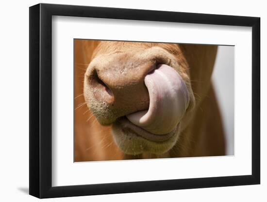 Domestic Cattle, Limousin cow, close-up of muzzle, licking nose-Wayne Hutchinson-Framed Photographic Print