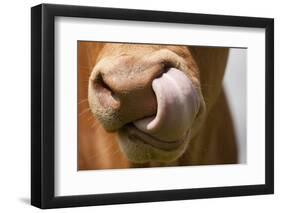 Domestic Cattle, Limousin cow, close-up of muzzle, licking nose-Wayne Hutchinson-Framed Photographic Print