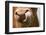 Domestic Cattle, Limousin cow, close-up of muzzle, licking nose-Wayne Hutchinson-Framed Photographic Print