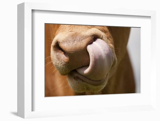 Domestic Cattle, Limousin cow, close-up of muzzle, licking nose-Wayne Hutchinson-Framed Photographic Print