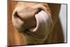 Domestic Cattle, Limousin cow, close-up of muzzle, licking nose-Wayne Hutchinson-Mounted Photographic Print