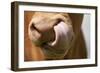 Domestic Cattle, Limousin cow, close-up of muzzle, licking nose-Wayne Hutchinson-Framed Photographic Print