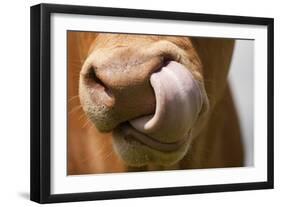 Domestic Cattle, Limousin cow, close-up of muzzle, licking nose-Wayne Hutchinson-Framed Photographic Print