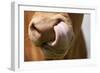 Domestic Cattle, Limousin cow, close-up of muzzle, licking nose-Wayne Hutchinson-Framed Photographic Print