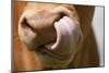 Domestic Cattle, Limousin cow, close-up of muzzle, licking nose-Wayne Hutchinson-Mounted Photographic Print