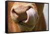 Domestic Cattle, Limousin cow, close-up of muzzle, licking nose-Wayne Hutchinson-Framed Stretched Canvas