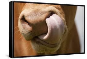 Domestic Cattle, Limousin cow, close-up of muzzle, licking nose-Wayne Hutchinson-Framed Stretched Canvas