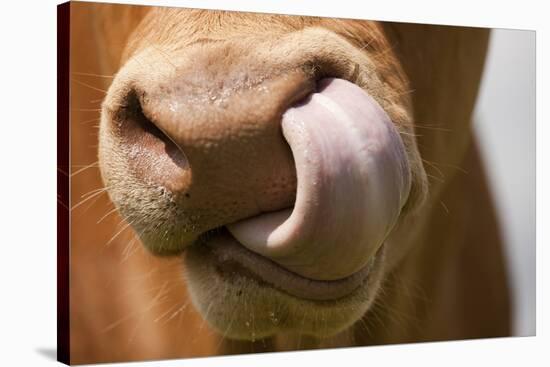 Domestic Cattle, Limousin cow, close-up of muzzle, licking nose-Wayne Hutchinson-Stretched Canvas
