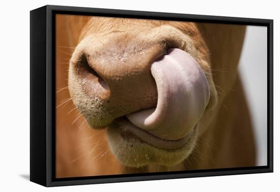 Domestic Cattle, Limousin cow, close-up of muzzle, licking nose-Wayne Hutchinson-Framed Stretched Canvas