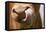 Domestic Cattle, Limousin cow, close-up of muzzle, licking nose-Wayne Hutchinson-Framed Stretched Canvas