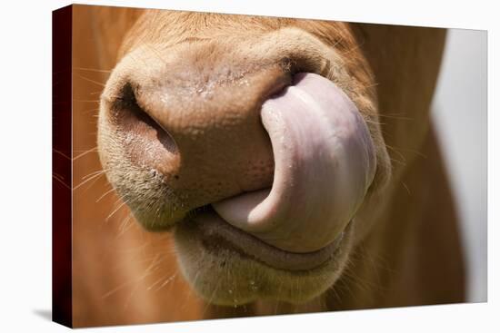 Domestic Cattle, Limousin cow, close-up of muzzle, licking nose-Wayne Hutchinson-Stretched Canvas