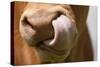 Domestic Cattle, Limousin cow, close-up of muzzle, licking nose-Wayne Hutchinson-Stretched Canvas