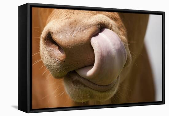 Domestic Cattle, Limousin cow, close-up of muzzle, licking nose-Wayne Hutchinson-Framed Stretched Canvas