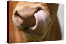 Domestic Cattle, Limousin cow, close-up of muzzle, licking nose-Wayne Hutchinson-Stretched Canvas