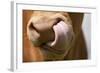 Domestic Cattle, Limousin cow, close-up of muzzle, licking nose-Wayne Hutchinson-Framed Photographic Print