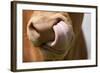 Domestic Cattle, Limousin cow, close-up of muzzle, licking nose-Wayne Hutchinson-Framed Photographic Print