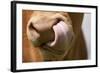 Domestic Cattle, Limousin cow, close-up of muzzle, licking nose-Wayne Hutchinson-Framed Photographic Print