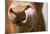Domestic Cattle, Limousin cow, close-up of muzzle, licking nose-Wayne Hutchinson-Mounted Photographic Print