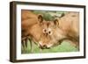 Domestic Cattle, Limousin cows, close-up of heads, fighting each other-Wayne Hutchinson-Framed Photographic Print