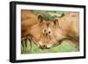 Domestic Cattle, Limousin cows, close-up of heads, fighting each other-Wayne Hutchinson-Framed Photographic Print