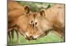 Domestic Cattle, Limousin cows, close-up of heads, fighting each other-Wayne Hutchinson-Mounted Photographic Print