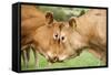 Domestic Cattle, Limousin cows, close-up of heads, fighting each other-Wayne Hutchinson-Framed Stretched Canvas