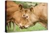 Domestic Cattle, Limousin cows, close-up of heads, fighting each other-Wayne Hutchinson-Stretched Canvas