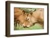 Domestic Cattle, Limousin cows, close-up of heads, fighting each other-Wayne Hutchinson-Framed Photographic Print