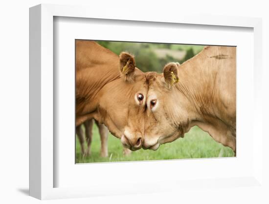 Domestic Cattle, Limousin cows, close-up of heads, fighting each other-Wayne Hutchinson-Framed Photographic Print