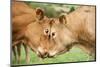 Domestic Cattle, Limousin cows, close-up of heads, fighting each other-Wayne Hutchinson-Mounted Photographic Print