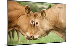 Domestic Cattle, Limousin cows, close-up of heads, fighting each other-Wayne Hutchinson-Mounted Photographic Print