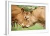 Domestic Cattle, Limousin cows, close-up of heads, fighting each other-Wayne Hutchinson-Framed Photographic Print