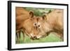 Domestic Cattle, Limousin cows, close-up of heads, fighting each other-Wayne Hutchinson-Framed Photographic Print