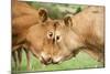 Domestic Cattle, Limousin cows, close-up of heads, fighting each other-Wayne Hutchinson-Mounted Photographic Print