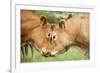 Domestic Cattle, Limousin cows, close-up of heads, fighting each other-Wayne Hutchinson-Framed Photographic Print