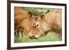 Domestic Cattle, Limousin cows, close-up of heads, fighting each other-Wayne Hutchinson-Framed Photographic Print