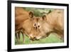 Domestic Cattle, Limousin cows, close-up of heads, fighting each other-Wayne Hutchinson-Framed Photographic Print