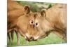 Domestic Cattle, Limousin cows, close-up of heads, fighting each other-Wayne Hutchinson-Mounted Photographic Print