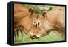 Domestic Cattle, Limousin cows, close-up of heads, fighting each other-Wayne Hutchinson-Framed Stretched Canvas