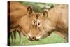 Domestic Cattle, Limousin cows, close-up of heads, fighting each other-Wayne Hutchinson-Stretched Canvas