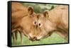 Domestic Cattle, Limousin cows, close-up of heads, fighting each other-Wayne Hutchinson-Framed Stretched Canvas