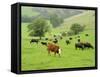 Domestic Cattle on Grazing Meadows, Peak District Np, Derbyshire, UK-Gary Smith-Framed Stretched Canvas