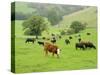 Domestic Cattle on Grazing Meadows, Peak District Np, Derbyshire, UK-Gary Smith-Stretched Canvas