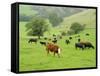 Domestic Cattle on Grazing Meadows, Peak District Np, Derbyshire, UK-Gary Smith-Framed Stretched Canvas