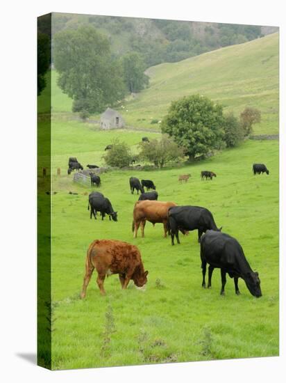 Domestic Cattle on Grazing Meadows, Peak District Np, Derbyshire, UK-Gary Smith-Stretched Canvas