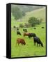 Domestic Cattle on Grazing Meadows, Peak District Np, Derbyshire, UK-Gary Smith-Framed Stretched Canvas