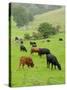 Domestic Cattle on Grazing Meadows, Peak District Np, Derbyshire, UK-Gary Smith-Stretched Canvas